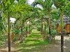 pathway pathway